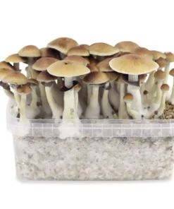 Magic Mushroom Grow Kit B+