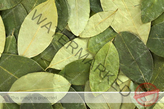 coca leaves for sale